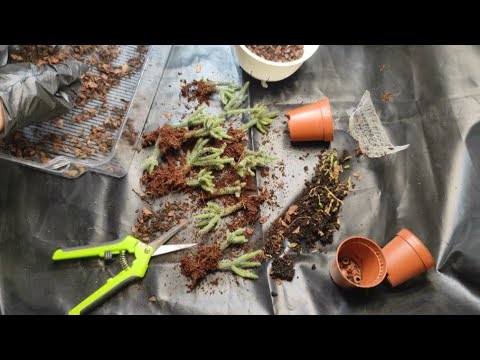 Видео: Грунт для рипсалиса/ пересадка лесные кактусы