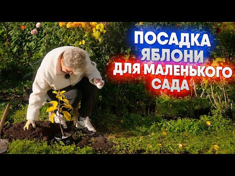 Видео: Посадка яблони для маленького сада