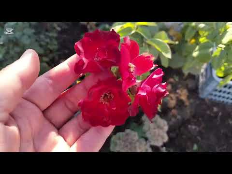 Видео: Күзгі аулаға серуен😍