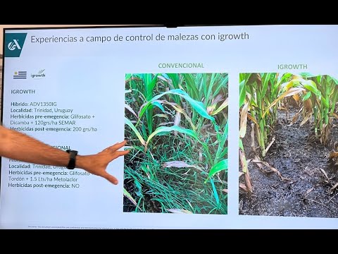 Видео: Cамое лучшее сорго в Аргетине от Адванта. ADVANTA - SORGO