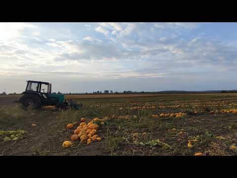 Видео: Готуюся до збору гарбуза. Згортач , ще одна сушарка . Перші випробування.