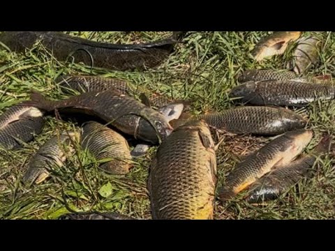 Видео: САЗАН ЗМЕЕГОЛОВ КАРАСЬ РЕКА ИЛИ! ЧАСТЬ 3 ! ОТКРЫТИЕ МАГАЗИНЕ РЫБАКИ 02!