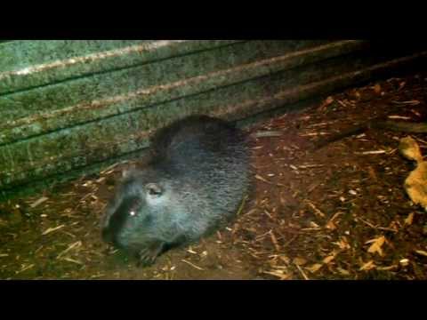 Видео: Разведение нутрий — Инбридинг