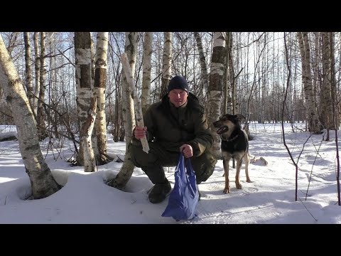 Видео: ЧАГА этот полезный гриб можно собирать КРУГЛЫЙ ГОД! Но лучше в марте!