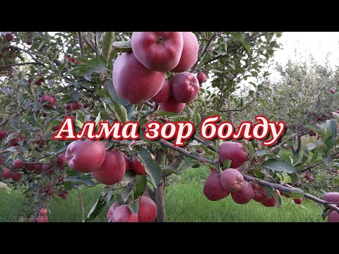 Видео: Алма бак кылсан ушундай кыл