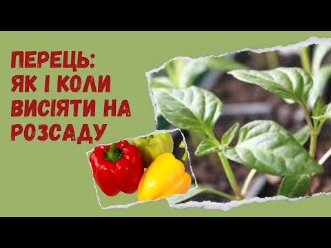 Видео: Як підготувати насіння перцю до посіву. Як і коли його висіяти