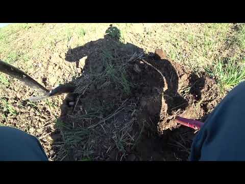 Видео: Покопали на славу! Колективный коп 13.09.25