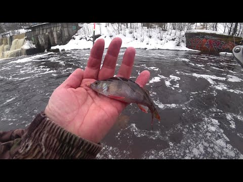 Видео: Река Рощинка. Первая рыба открытой воды.