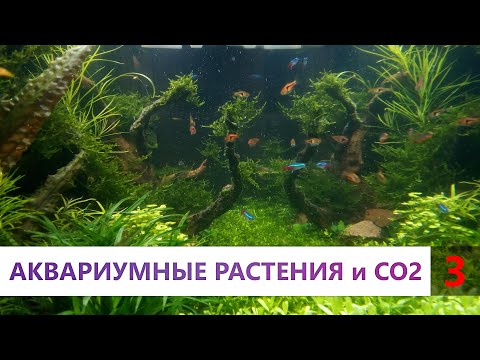 Видео: Аквариумные растения. 3 часть. Зачем СО2 растениям? Питательные подложки. Фальш дно в аквариуме
