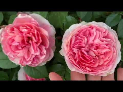 Видео: Обзор лучших роз, какие  сорта роз посадить , весна 2024 ￼￼￼