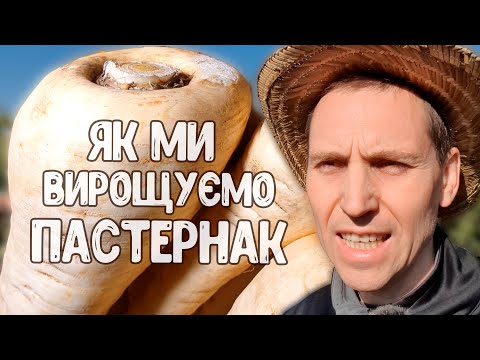 Видео: Як вирощувати пастернак без зайвих зусиль