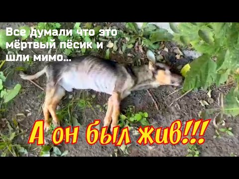 Видео: 💔😯Люди шли мимо собаки думая что он умер | А пёсик был жив и одна девушка это заметила 🙏Dog Rescue