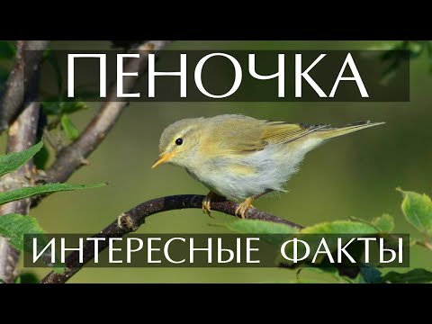 Видео: Пеночка - интересные факты (Фото, видео, пение)