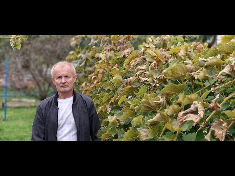 Видео: Первые заморозки на винограднике, проверяю что успело созреть в холодном 2025 году.