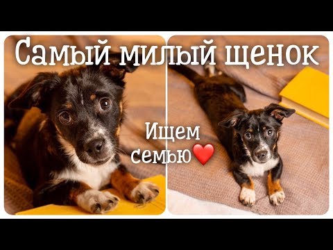 Видео: Самый милый щенок. Ищем семью.