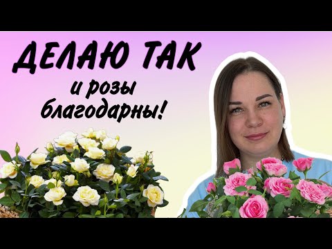 Видео: РОЗА КОРДАНА. ЕЖЕНЕДЕЛЬНЫЙ УХОД.