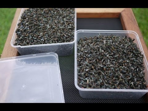 Видео: Дачник изготовил нехитрую мухоловку, в которую за неделю попалось больше 2 кг мух