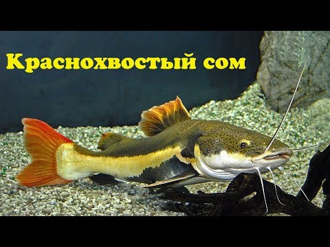 Видео: Краснохвостый сом