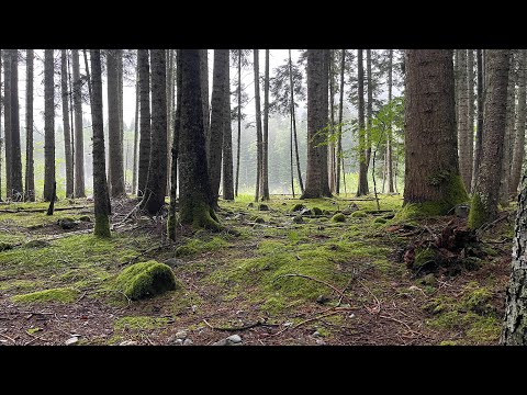 Видео: В Архызе нужна энергия солнца / Утопил Бус / Автодом "по быстрому" / Подготовка в сборную по бегу