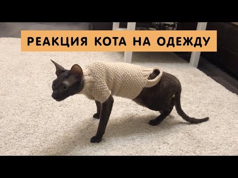 Видео: СВЯЗАЛИ КОТУ СВИТЕР и что-то пошло не так  / реакция кота на одежду