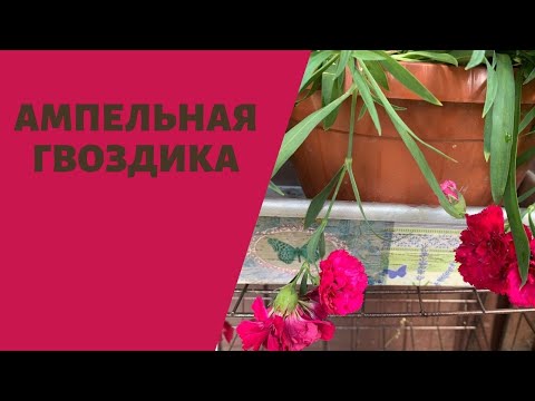 Видео: Как черенковать гвоздику ампельную, советы и опыт
