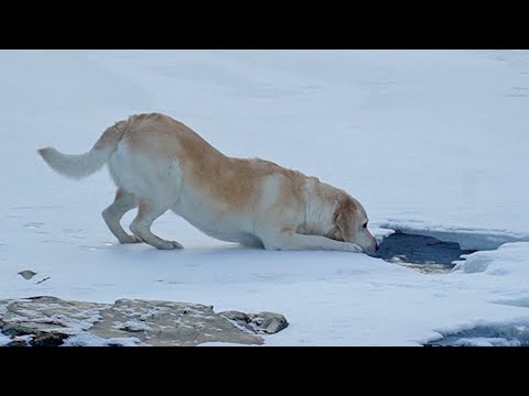 Видео: Ретривер проверяет глубину замершего ручья 🐕 Но себя бережёт больше всего
