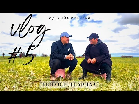 Видео: VLog #5 Ногоонд гарлаа