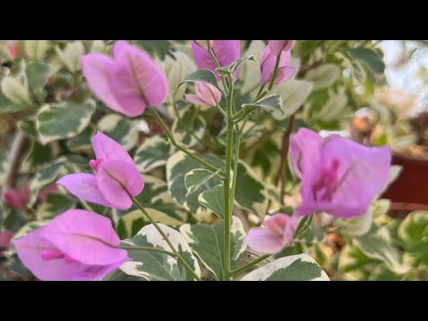 Видео: Болмо гулу. Жаратканым берген Кереметим 🥰💗