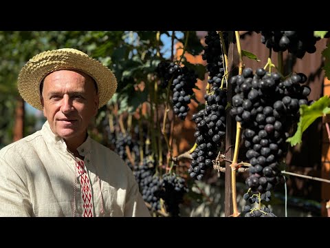 Видео: #24/09 В гостях на винограднике Вячеслава Домбровского. Беларусь. г.Пинск.