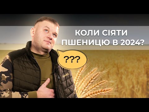 Видео: КОЛИ СІЯТИ ПШЕНИЦЮ В 2024? ПОПЕРЕДНИКИ, ЕКОНОМІКА, НАСІННЯ, ПРОТРУЙНИКИ, ТЕПЛО, ЧАС