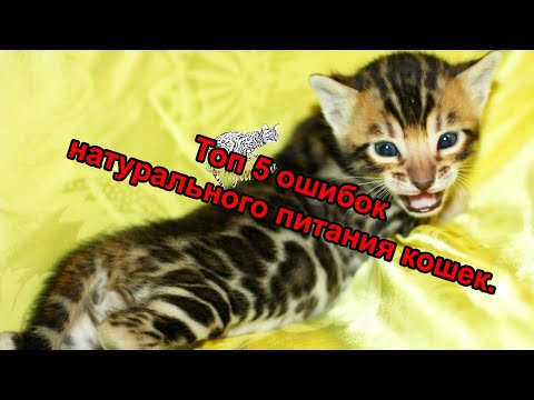 Видео: Топ 5 ошибок при кормлении кошки натуральным питанием.