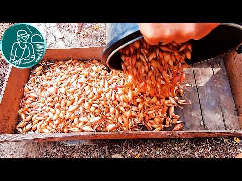 Видео: 🧅 Секретный способ для лука-севка семьи Гордеевых 🌱 Обработка севка для удаления ботвы