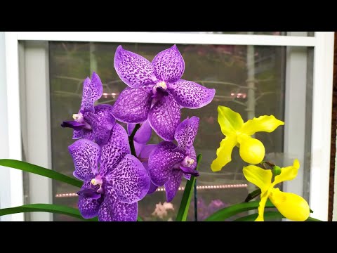 Видео: Домашние цветение орхидей. Дендробиум anosmum, фаленопсис Ever Spring Prince Star и другие орхидеи.