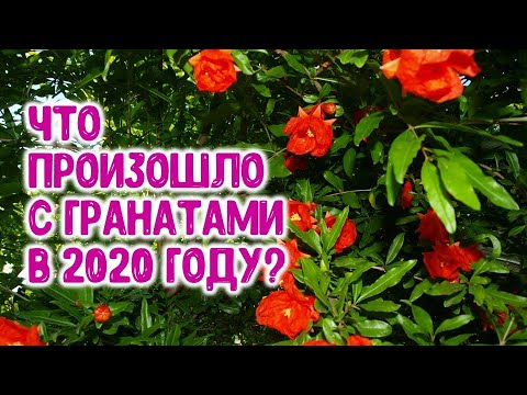 Видео: Что произошло с гранатами в 2020 году?