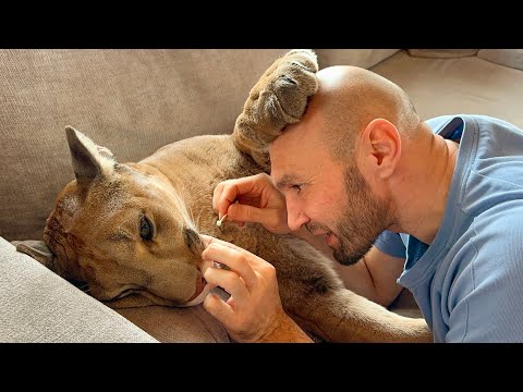 Видео: Операция БЕЗ НАРКОЗА! Пума Месси позволил сделать такое и очень мило закрывал лицо лапами