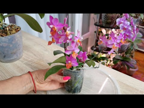Видео: Орхидея ПСИХАНУШКА. Что с цветоносами после омоложения и пересылки. ОБАЛДЕЛА от Льюис. Вымокал лист.