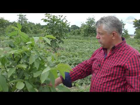 Видео: №93 Обрізка горіха першого та другого року від посадки