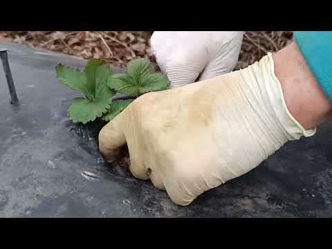 Видео: Посадка касетних саджанців 25березня та інформація про фріго