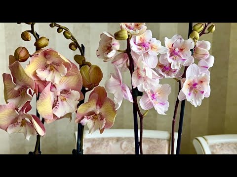 Видео: Орхидеи на продажу ... Леди Мармелад, Единорог, Клеопатра, Лимончелло,  Биондоро, Попкорн, Ванды ...