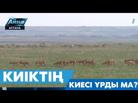 Видео: КИІКТІҢ КИЕСІ ҰРДЫ МА?