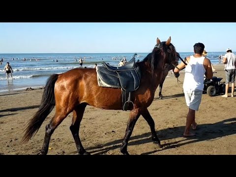 Видео: Баку. Новханы. Пляж. Отдых.