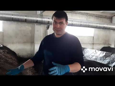 Видео: Червь для биогумуса. Дендробена или технологический компостный?