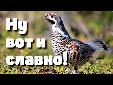 Видео: Рябчики под прицелом! ТОП Охота с мелкашкой в лесу!