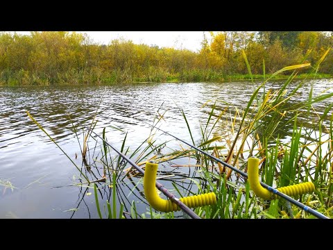 Видео: Що клює у жовтні 2025 на р. Горинь