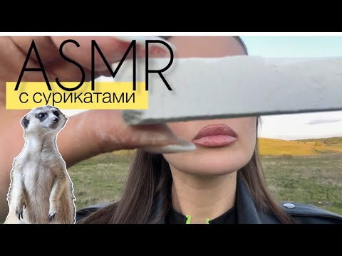 Видео: ХРУСТ С СУРИКАТАМИ | МЕЛОВЫЕ ГОРЫ | МЕЛ ПИЛЕНЫЙ | ASMR CHALK