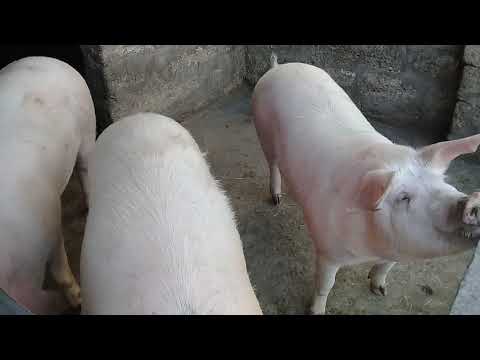 Видео: Расход комбикорма при откорме свиней