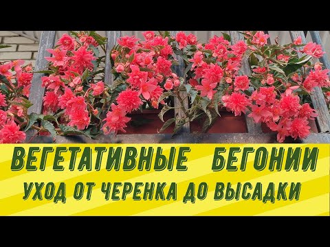 Видео: ВЕГЕТАТИВНЫЕ БЕГОНИИ. Уход от черенка до высадки в кашпо.