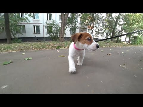 Видео: Купили собаку. Щенок Джек рассел терьер Калерия.