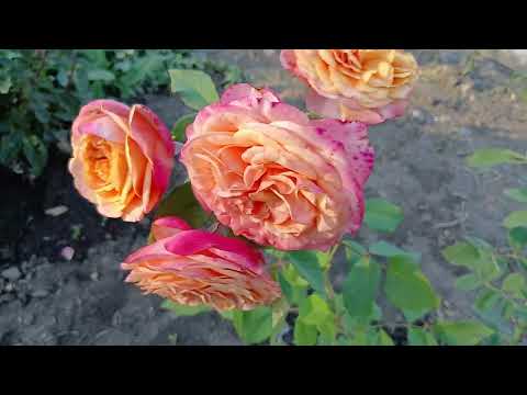 Видео: Милий сад. Обрізка троянд. 