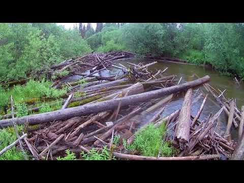 Видео: Река Вижай, болотоход 22 л.с.